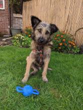 Freeway the Rumanian Rescue