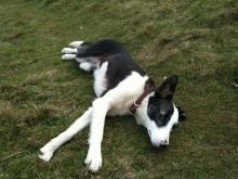Betsy the Rescue Dog