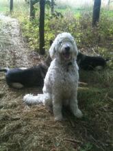 Charlie the Golden Doodle