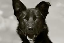 Jake the German shepherd/retriever