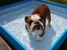 Barney the Bulldog