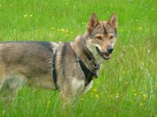 Shiloh the Tamaskan