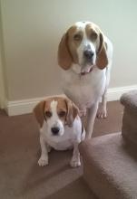 Chara the Treeing Walker Coonhound