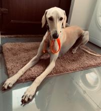 Albert the Lurcher