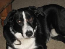 Alfie the Collie