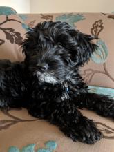 Annie the Sproodle