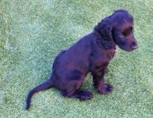 Archie the Cocker Spaniel