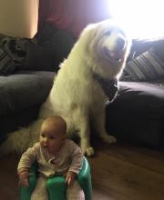 Bella the Pyrenees Mountain Dog