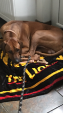 Big King K the Rhodesian Ridgeback