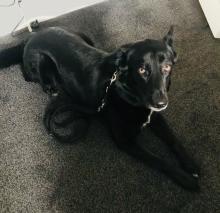Cece the Husky-Labrador Cross