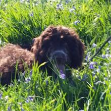 Chester the Cockapoo