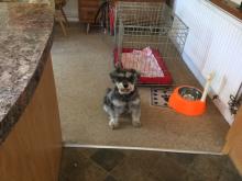 Cleo the Mini Schnauzer
