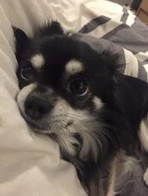 Daddy the Chihuahua