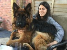 Dexter the German Shepherd