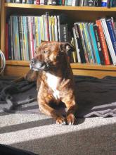 Dexter the Staffy