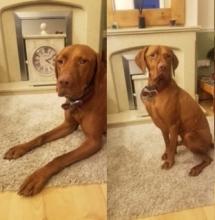 Opie the Vizsla