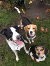 Fergie, Dougie and Cooper the Collie and Beagles