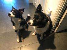 Frank the Border Collie