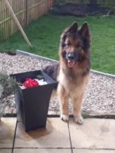 Fynn the German Shepherd