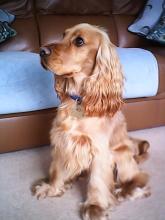 Henry the Cocker Spaniel
