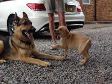 Lexi the Labrador with Boy, Sally's dog