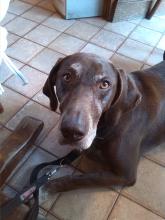 Lola the short haired German Pointer