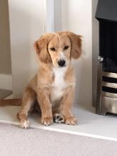 Mabel the Cocker Kokoni Cross