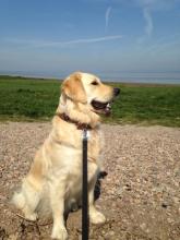 Maggie the Golden Retriever