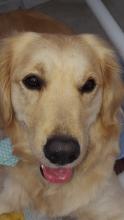 Maggie the Golden Retriever