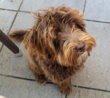 Nala the Bordoodle