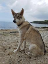 Neige the Utonagan
