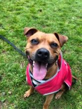 Nellie the Staffy
