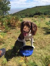 Oscar the Springer Spaniel