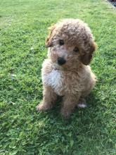 Pippa the Miniature Poodle