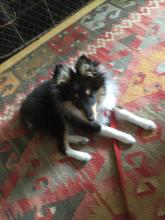Sonny the Sheltie