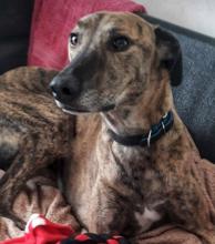 Rango the Lurcher