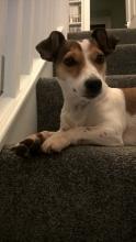 Remy the Jack Russell
