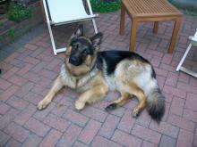 Riley the German Shepherd