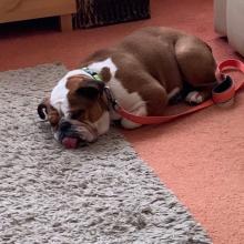 Ruby the British Bull Dog