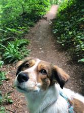 Ruby the Rescue
