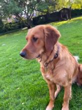 Saffy the Golden Retriever