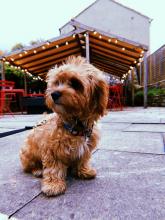 Suki the Cavapoo