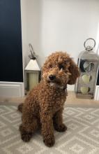 Teddy the Cockapoo