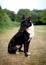 Buster the Collie/Whippet Cross