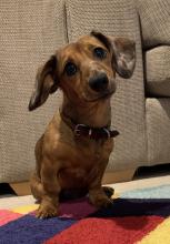 Wesley the Miniature Dachshund