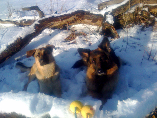 Chiot and Bruno