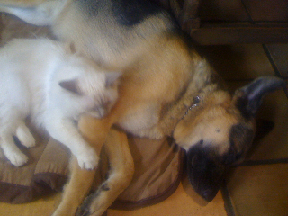 Chiot and Lilac